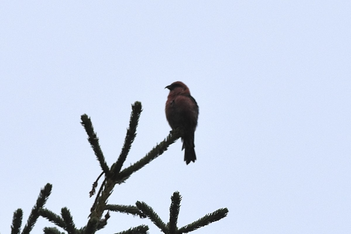 White-winged Crossbill - ML623683879