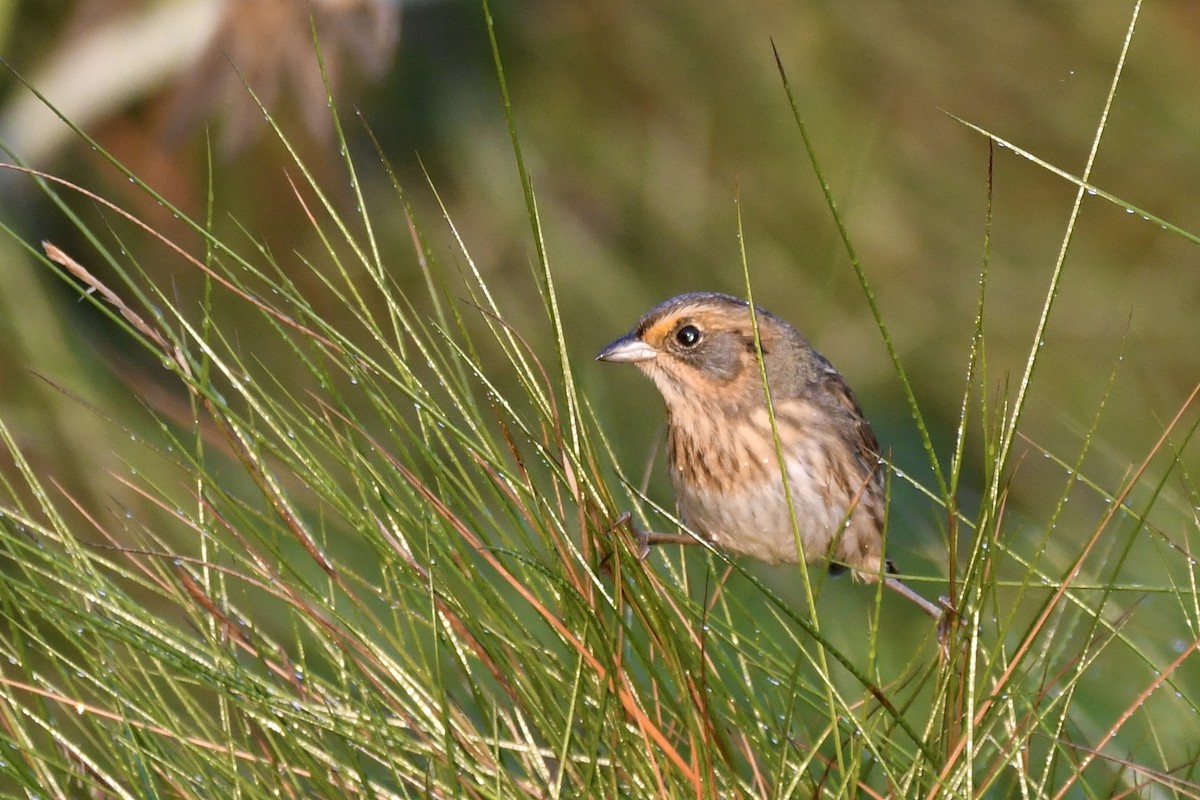 Nelson's Sparrow - ML623683882