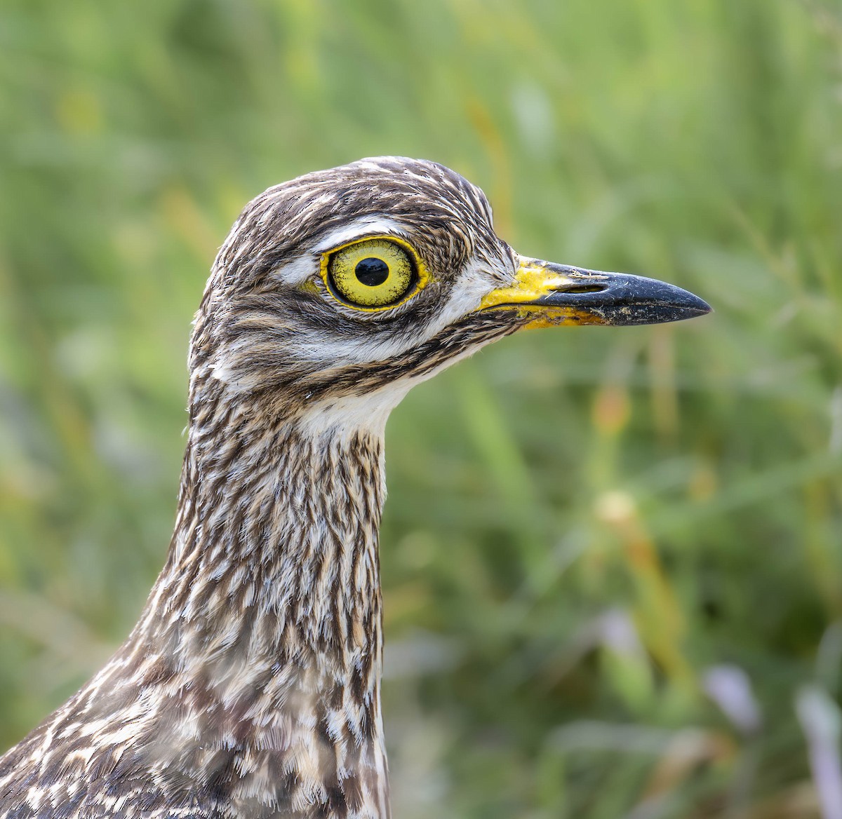 Spotted Thick-knee - ML623683916