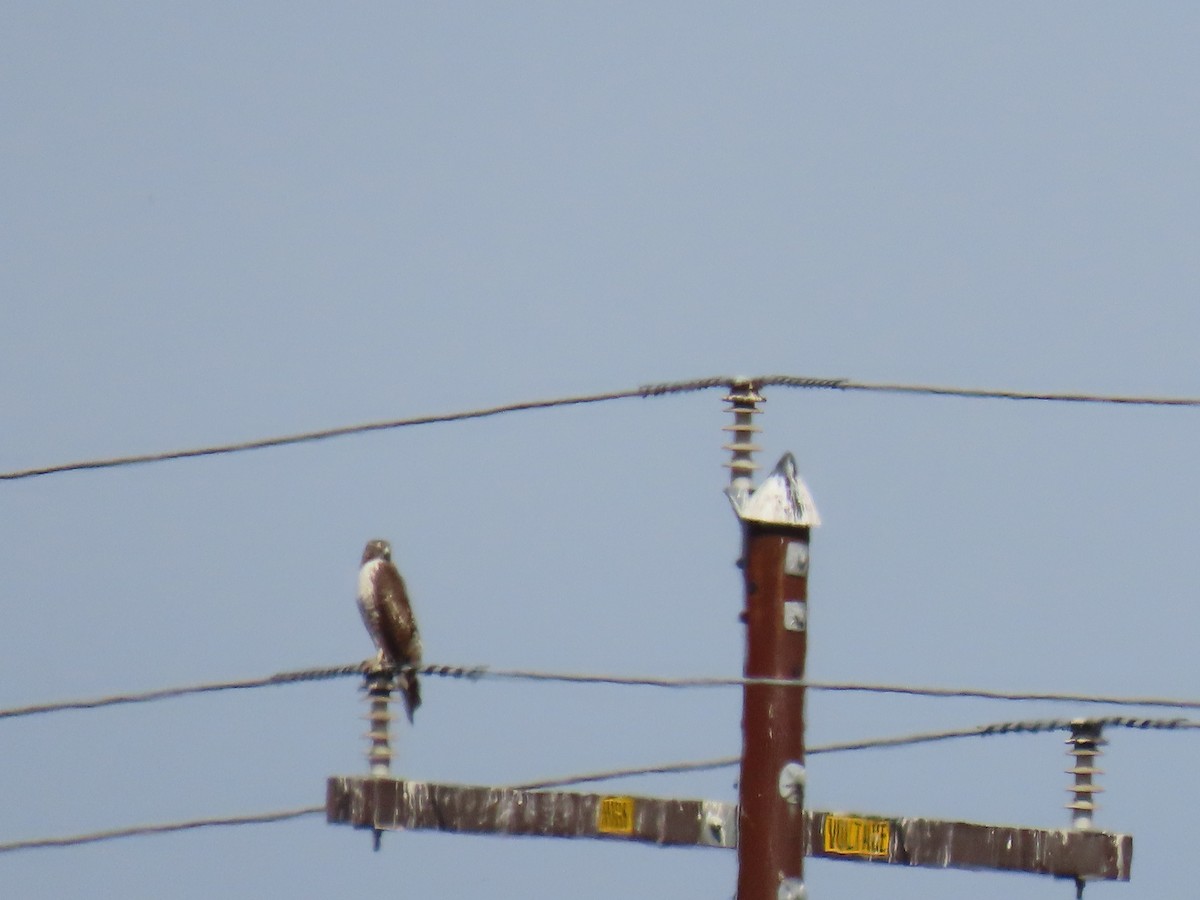 Red-tailed Hawk - ML623684011