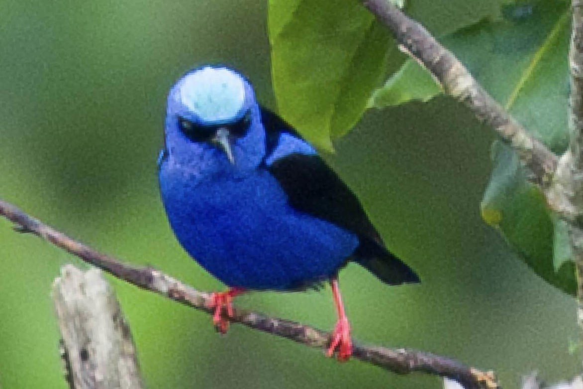 Red-legged Honeycreeper - ML623684045