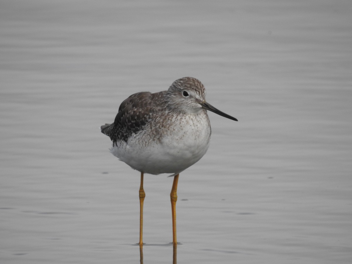 Greater Yellowlegs - ML623684051