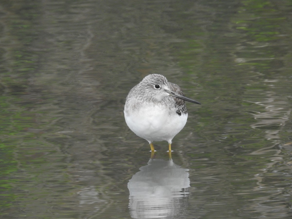 Greater Yellowlegs - ML623684054