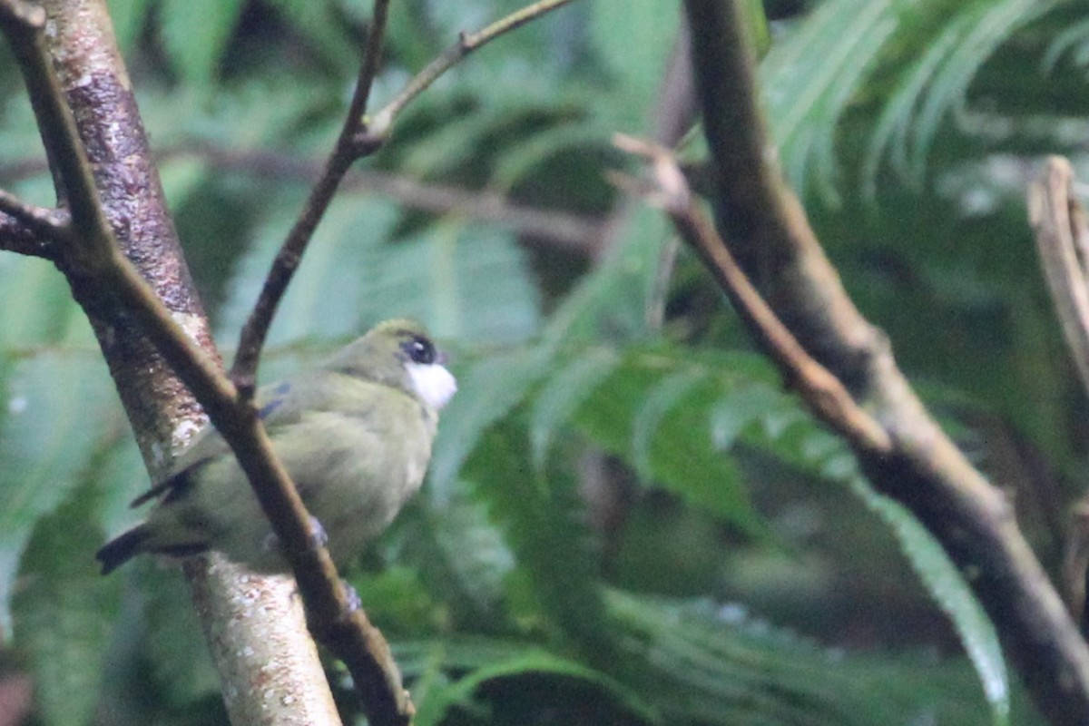 White-ruffed Manakin - ML623684055