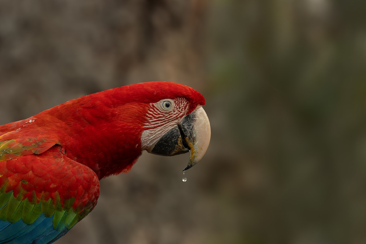 Red-and-green Macaw - ML623684061