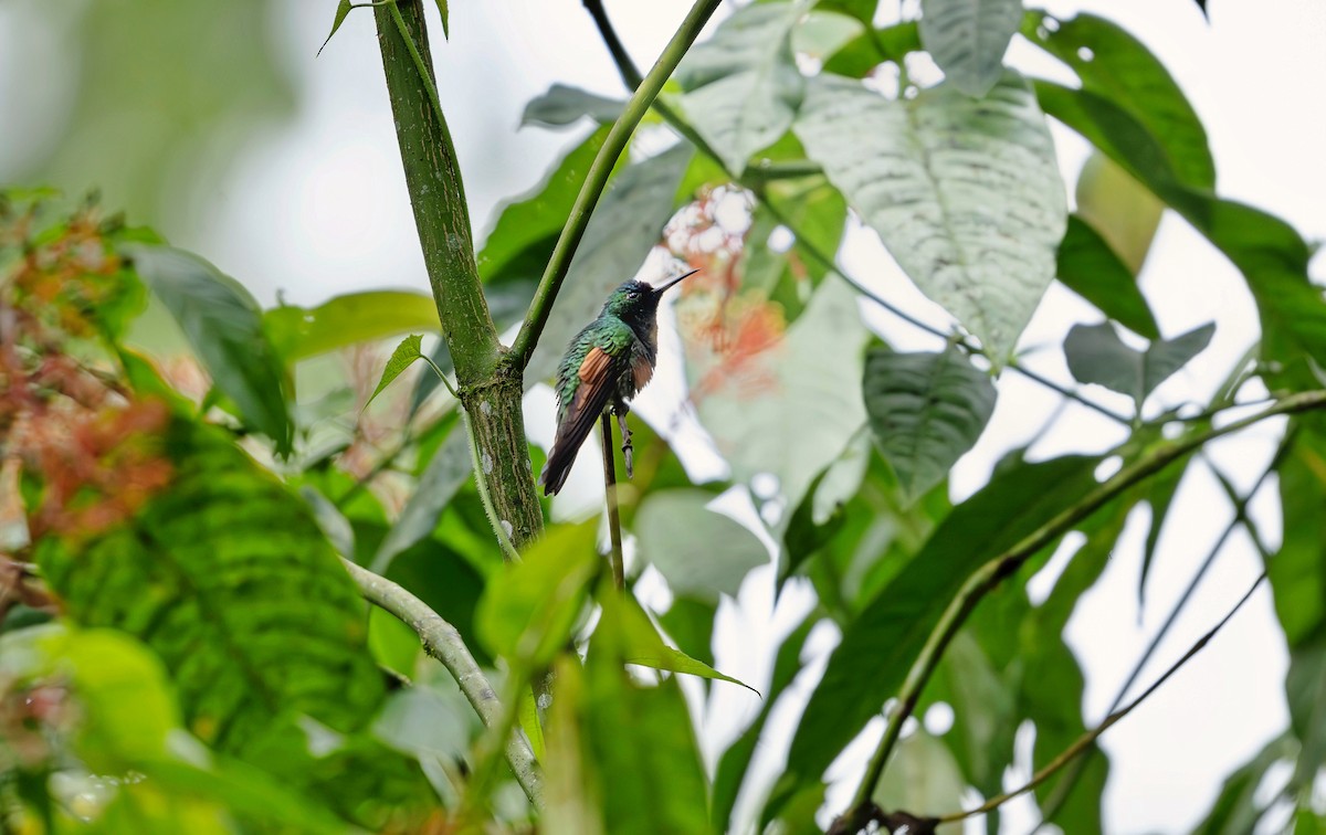 Blue-capped Hummingbird - Rolando Tomas Pasos Pérez