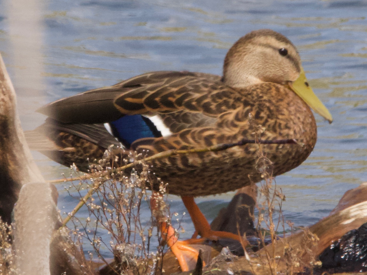 Mexican Duck - ML623684117