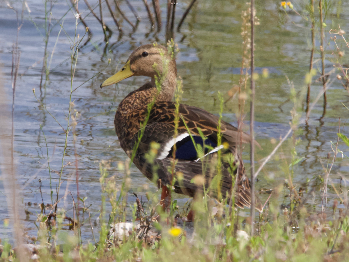 Mexican Duck - ML623684119