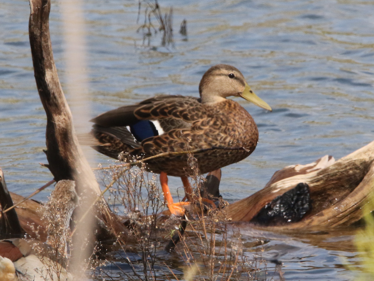 Mexican Duck - ML623684120