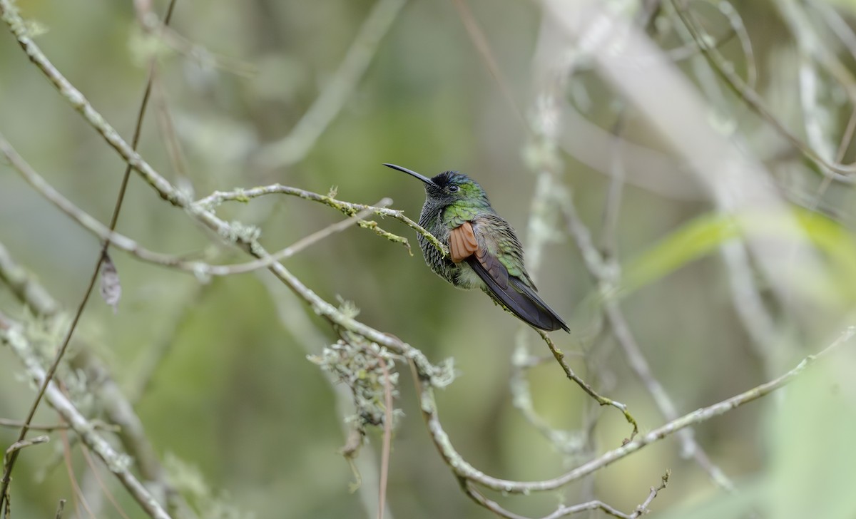 Blue-capped Hummingbird - ML623684121