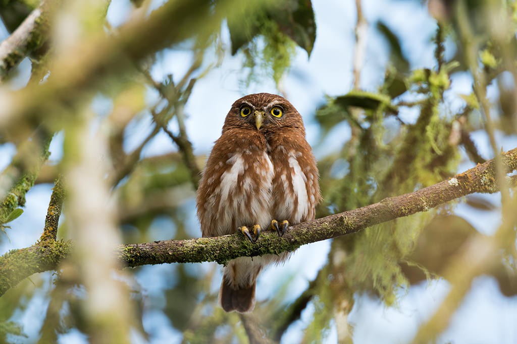 Ferruginous Pygmy-Owl - ML623684122