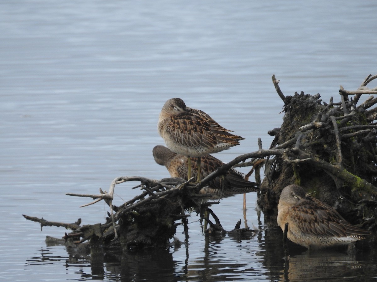 Short-billed Dowitcher - ML623684139