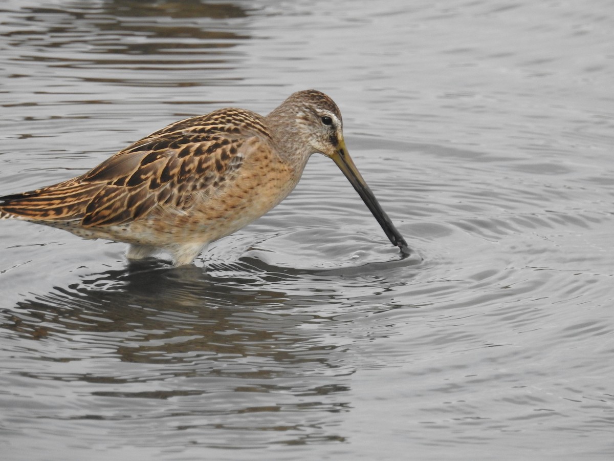 Short-billed Dowitcher - ML623684141