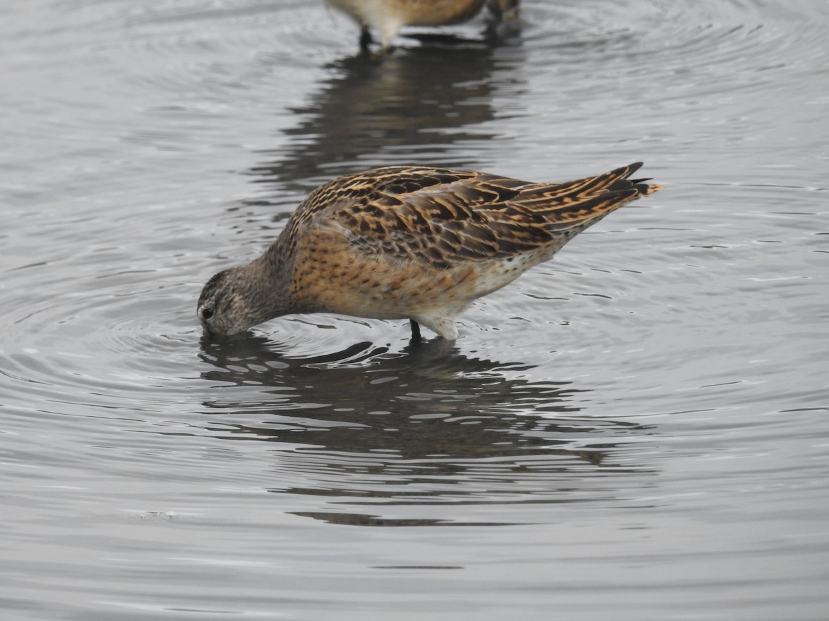 Short-billed Dowitcher - ML623684142