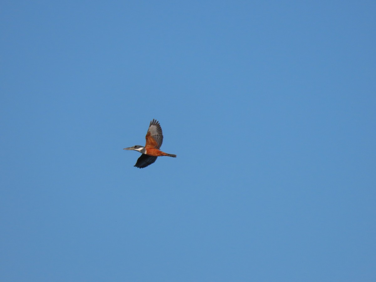 Ringed Kingfisher - ML623684148