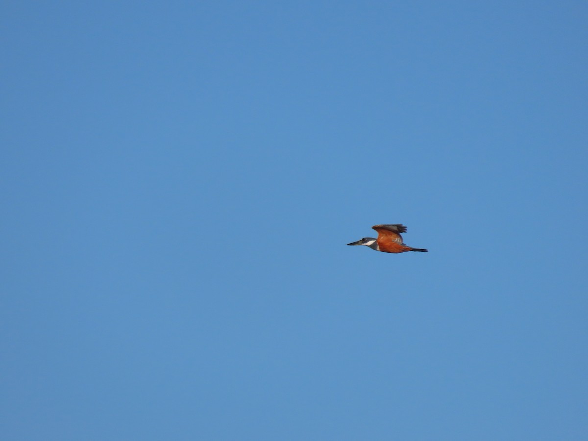 Ringed Kingfisher - ML623684149