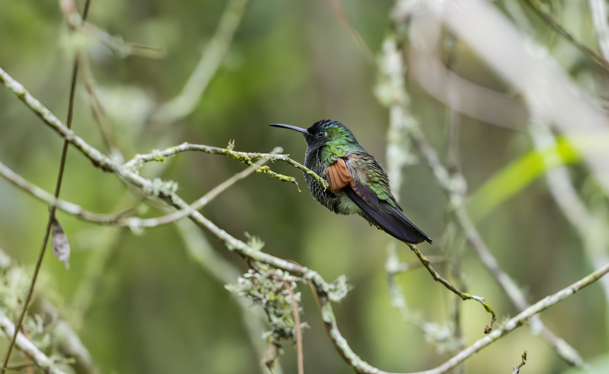 Blue-capped Hummingbird - ML623684151