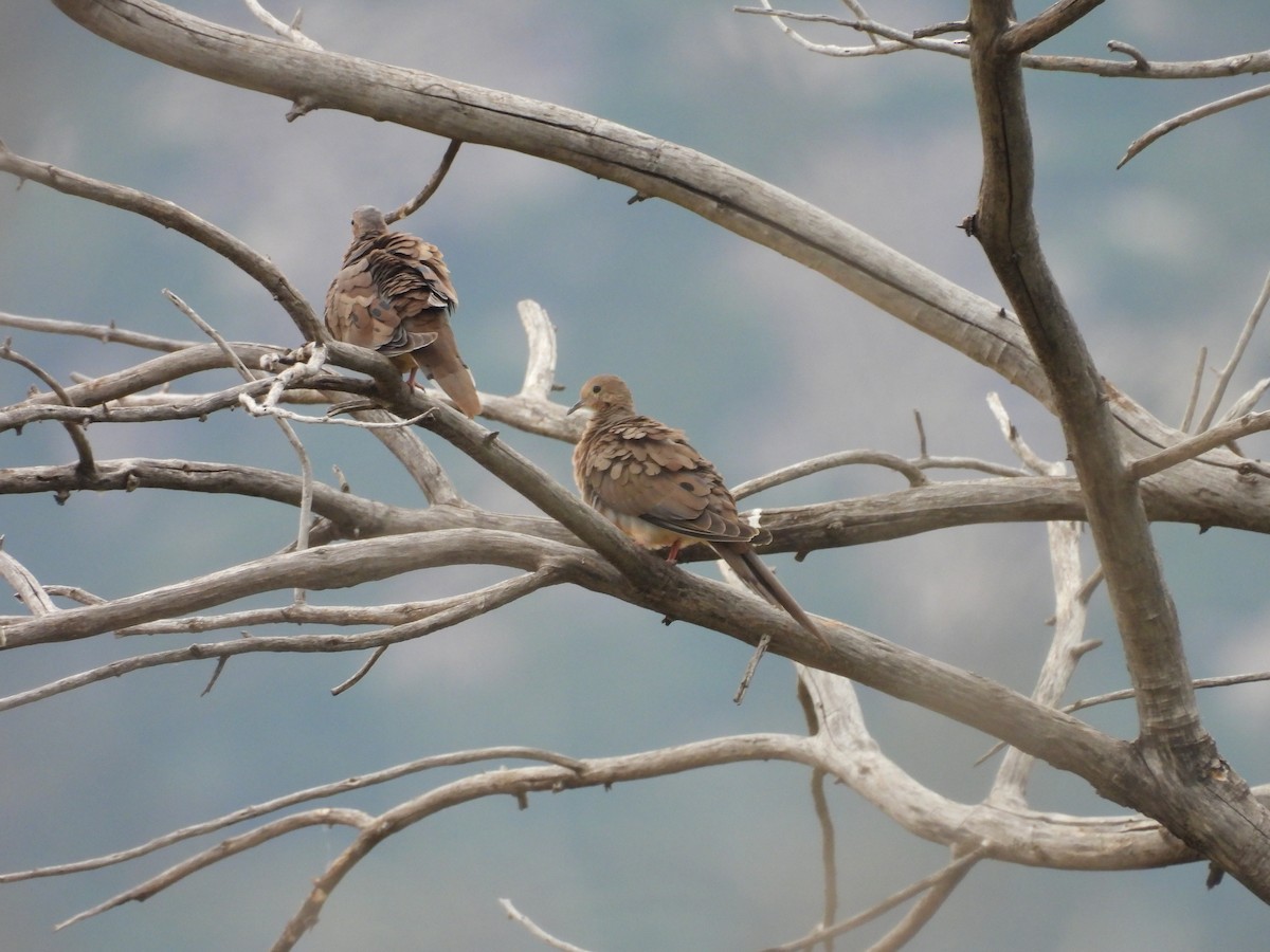 Mourning Dove - ML623684163