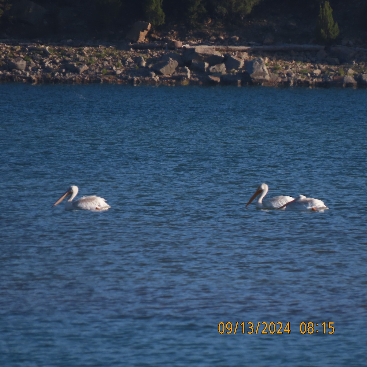 American White Pelican - ML623684167