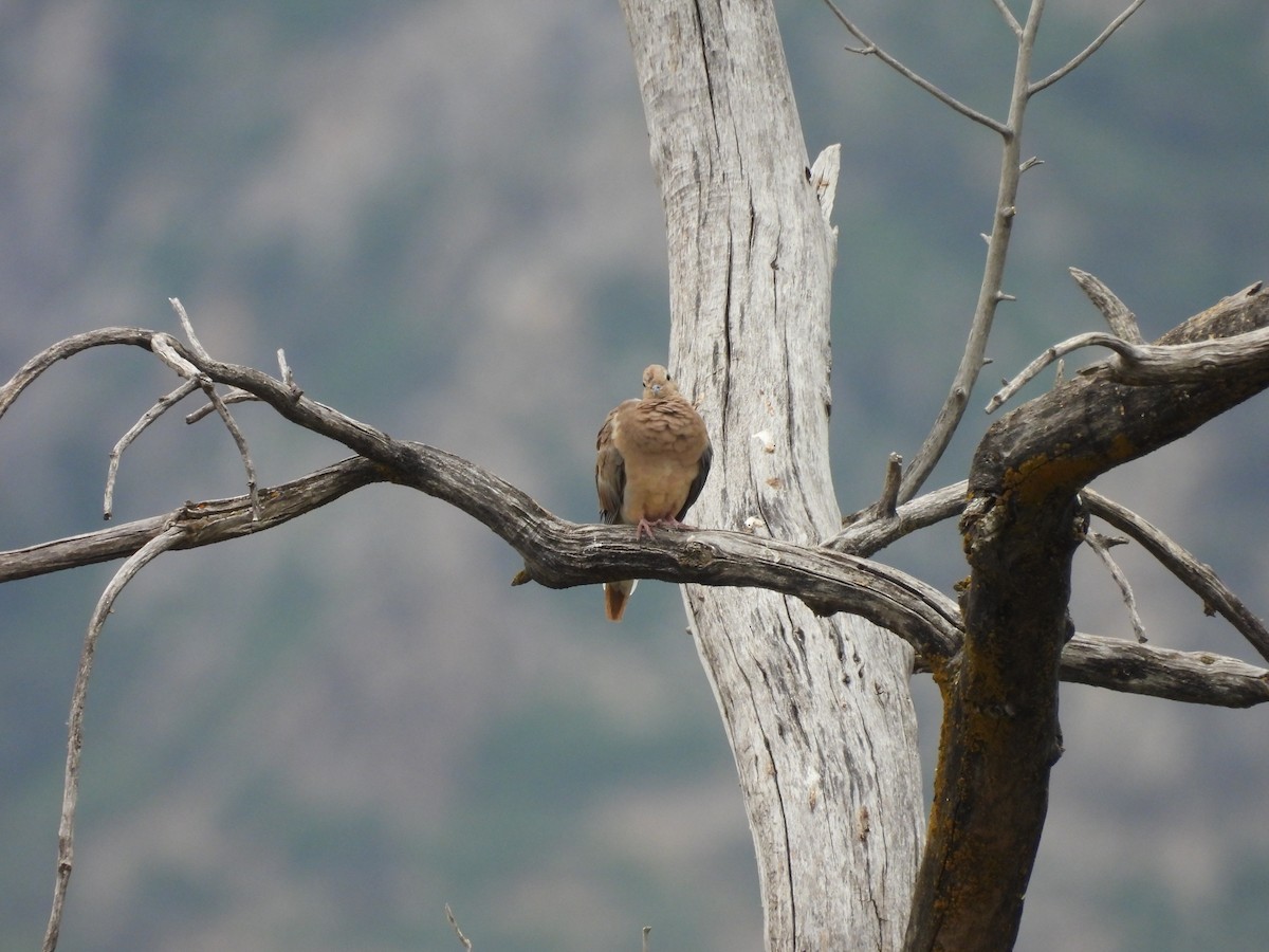 Mourning Dove - ML623684168