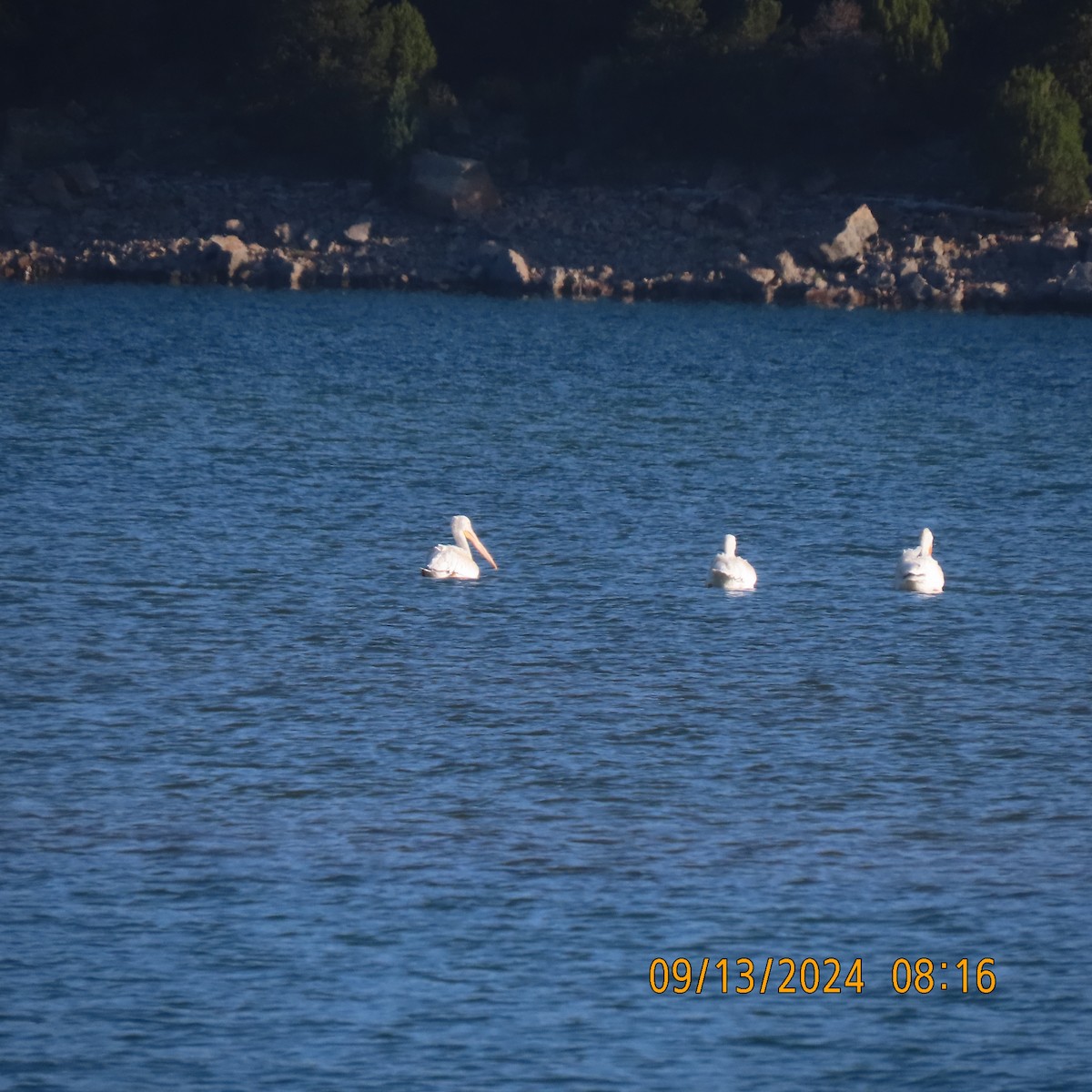 American White Pelican - ML623684169