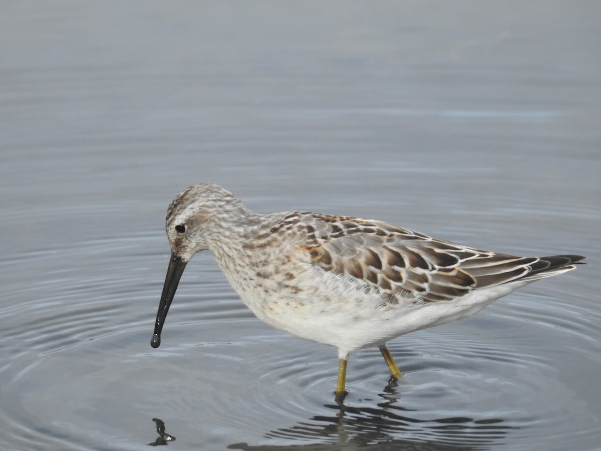 Stilt Sandpiper - ML623684172