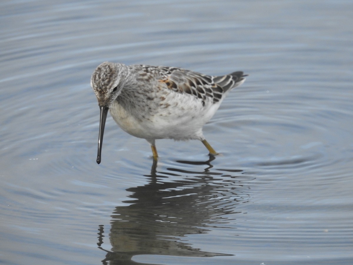 Stilt Sandpiper - ML623684173