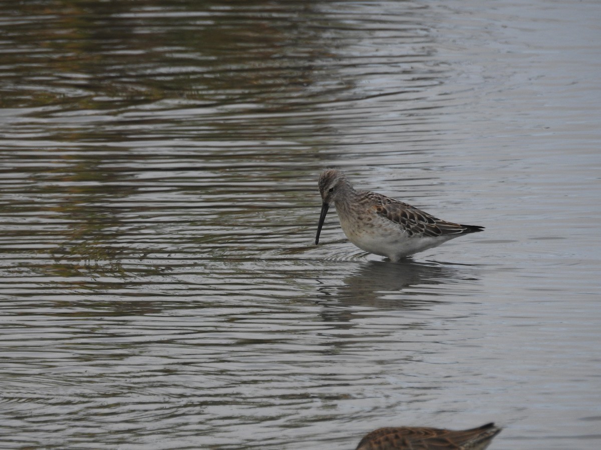 Stilt Sandpiper - ML623684180