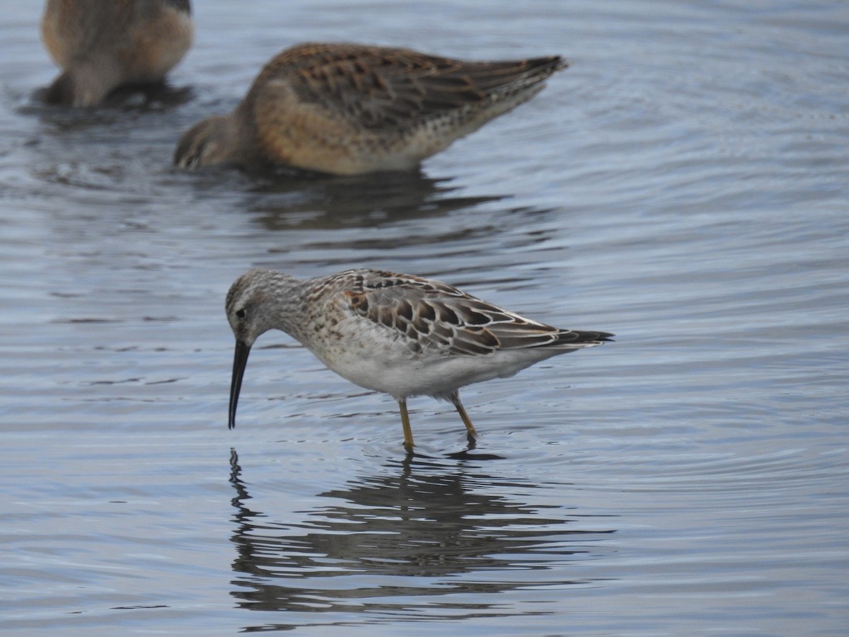 Stilt Sandpiper - ML623684183