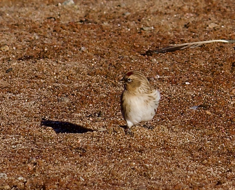 Hoary Redpoll - ML623684198