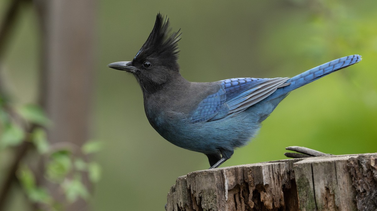 Steller's Jay - ML623684261