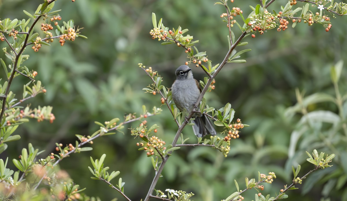 Brown-backed Solitaire - ML623684270