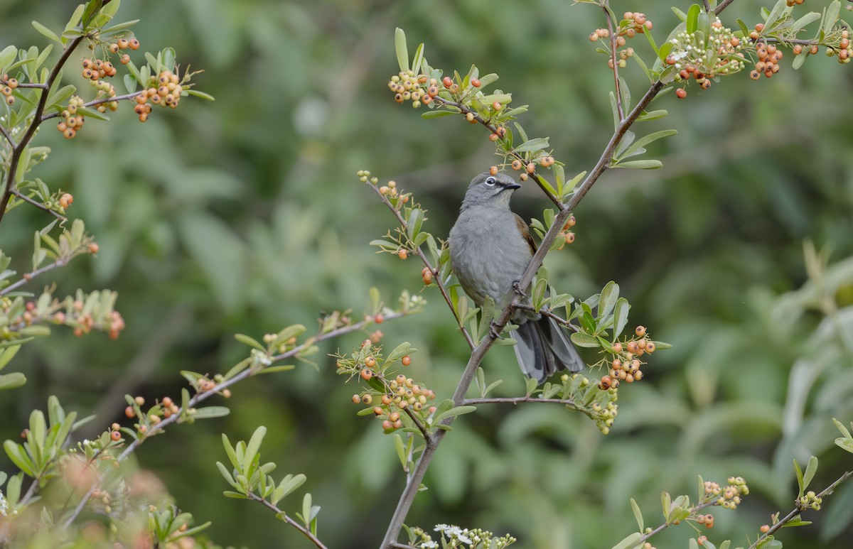 Brown-backed Solitaire - ML623684278