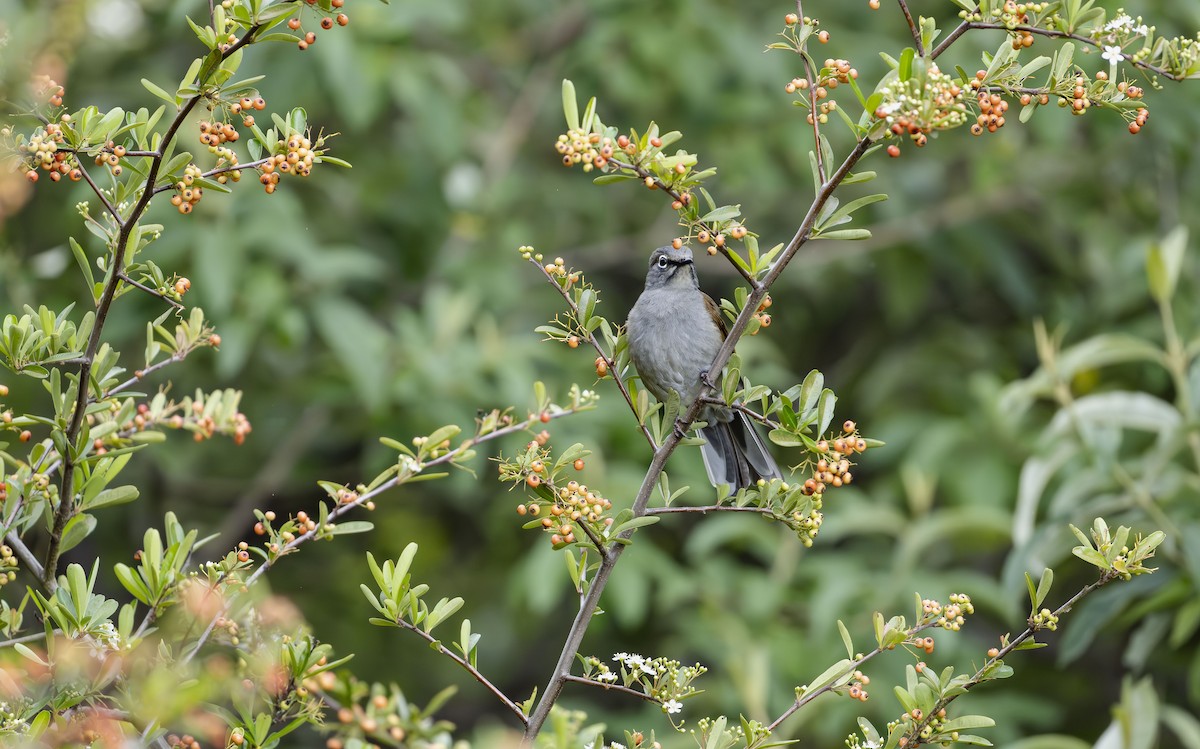 Brown-backed Solitaire - ML623684281