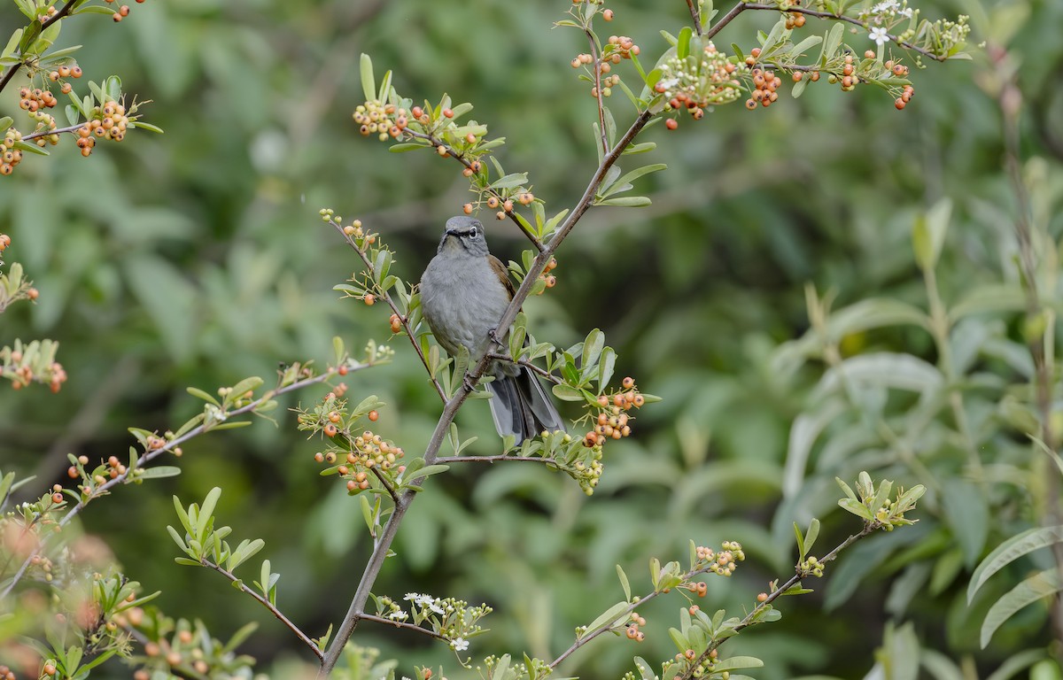 Brown-backed Solitaire - ML623684286