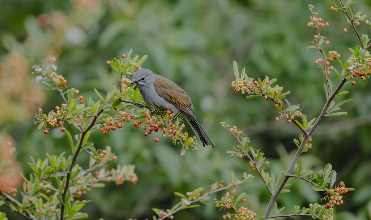 Brown-backed Solitaire - ML623684288