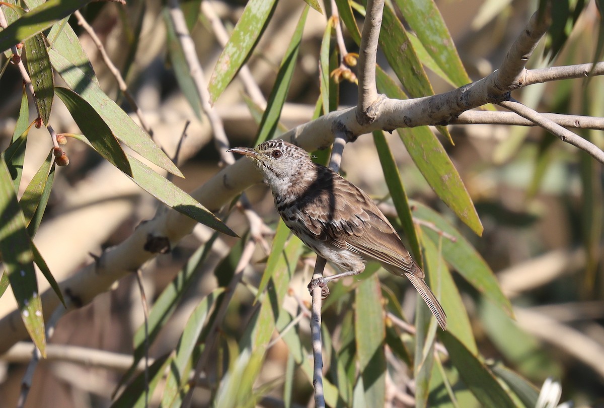 Bar-breasted Honeyeater - ML623684299