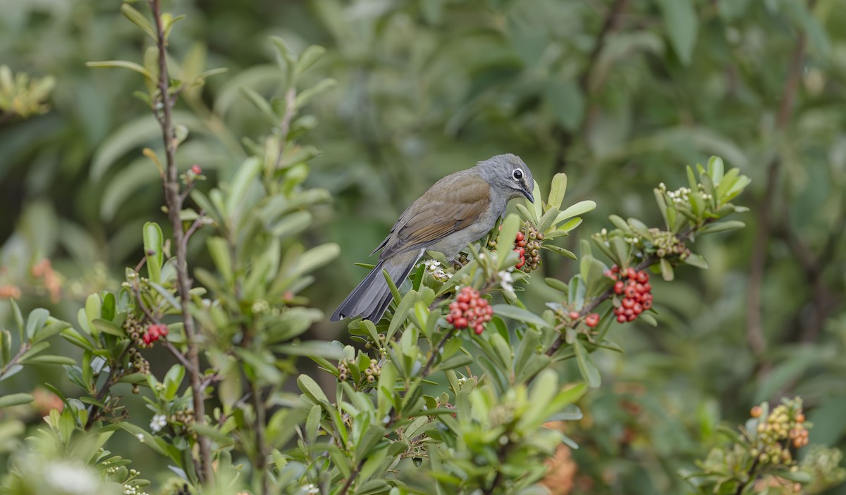 Brown-backed Solitaire - ML623684300