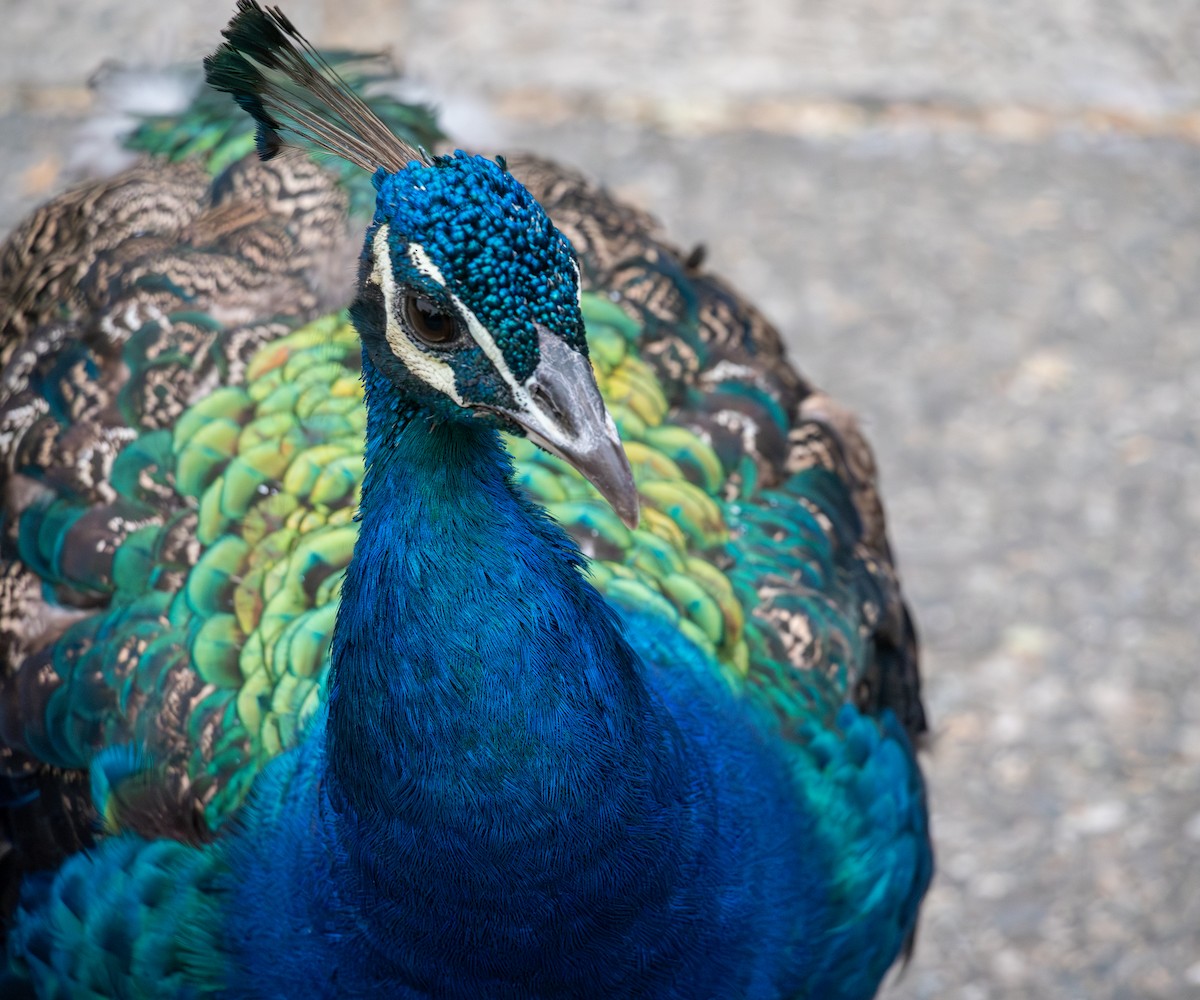 Indian Peafowl (Domestic type) - ML623684302