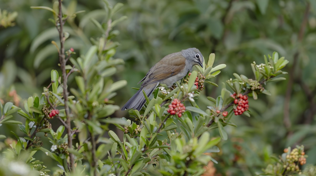 Brown-backed Solitaire - ML623684327