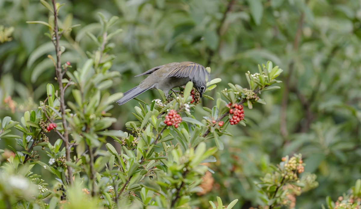 Brown-backed Solitaire - ML623684330