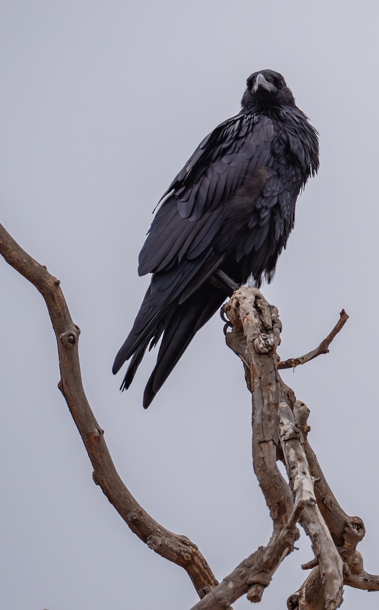 Common Raven - ML623684338