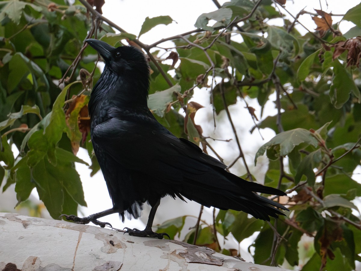 Common Raven - ML623684340