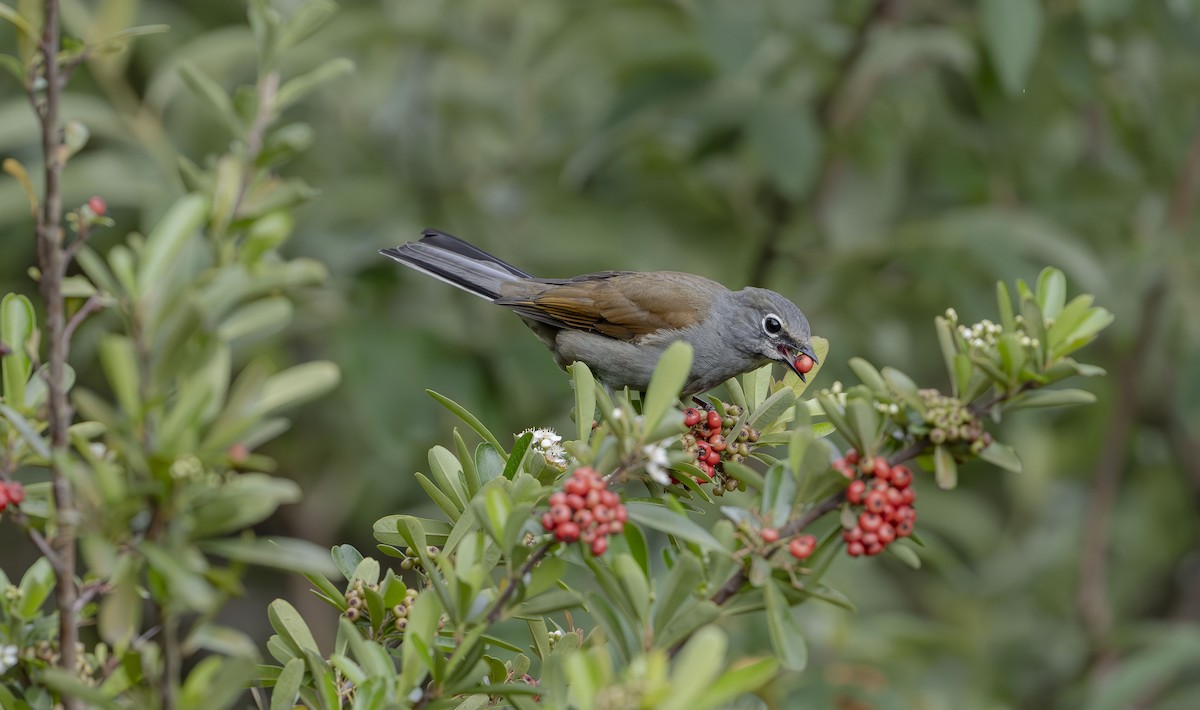 Brown-backed Solitaire - ML623684341