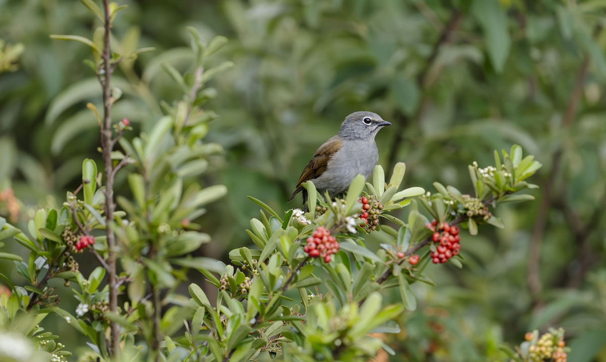 Brown-backed Solitaire - ML623684343