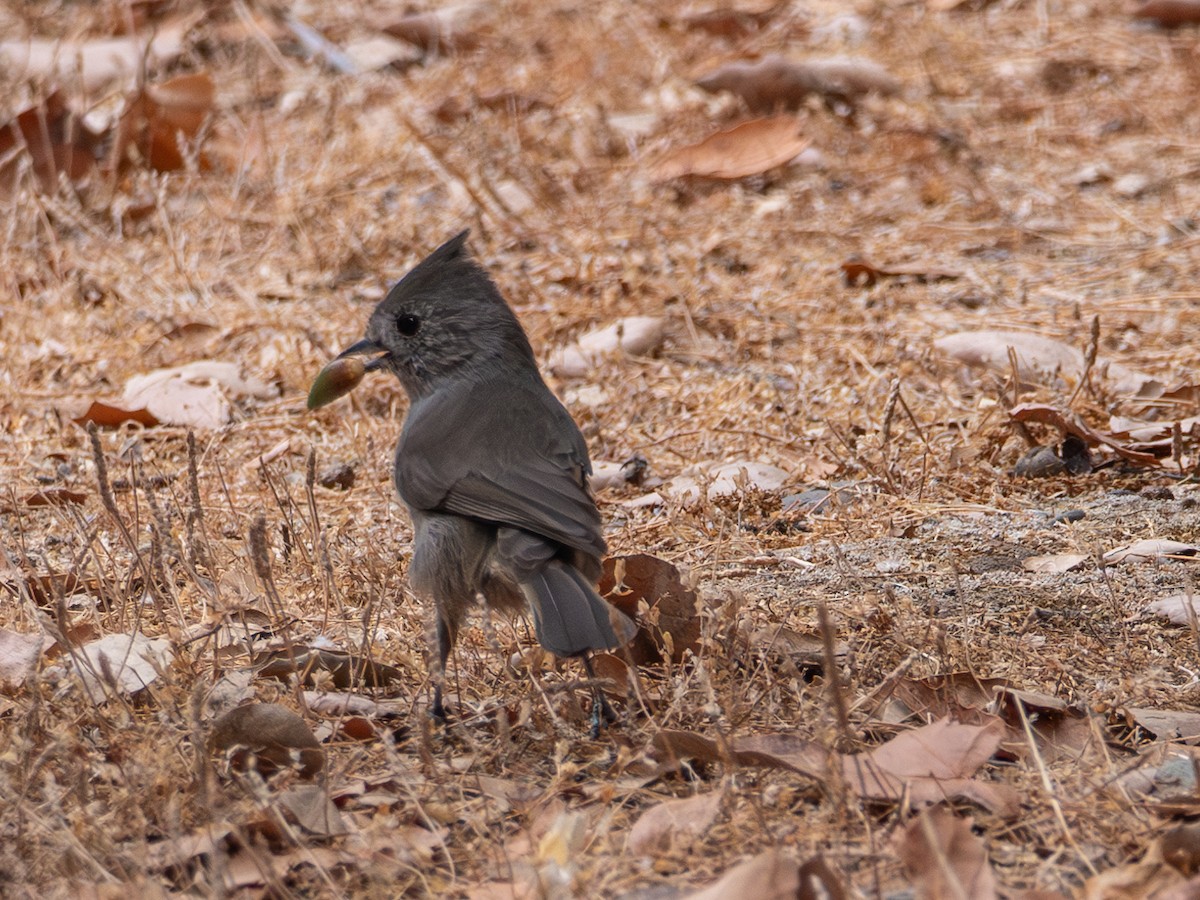 Oak Titmouse - ML623684345