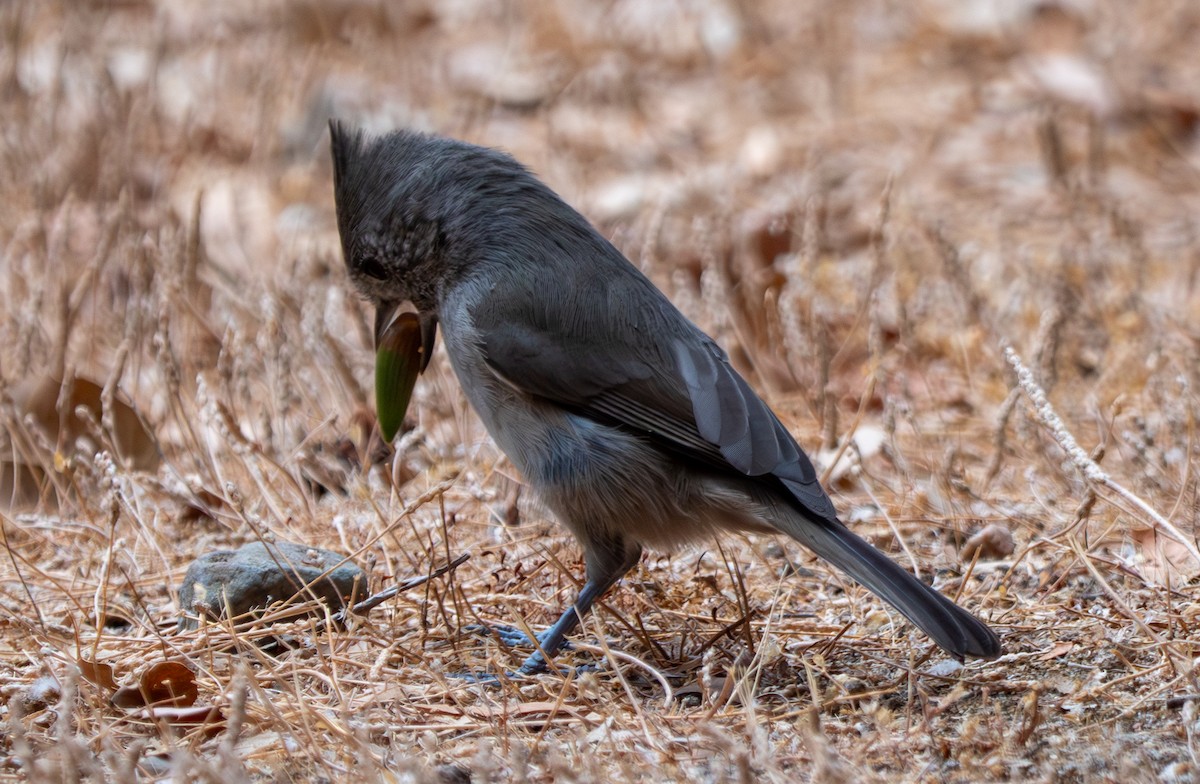 Oak Titmouse - ML623684346