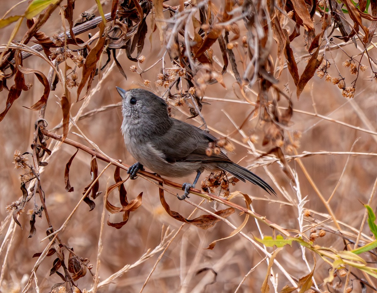 Oak Titmouse - ML623684347