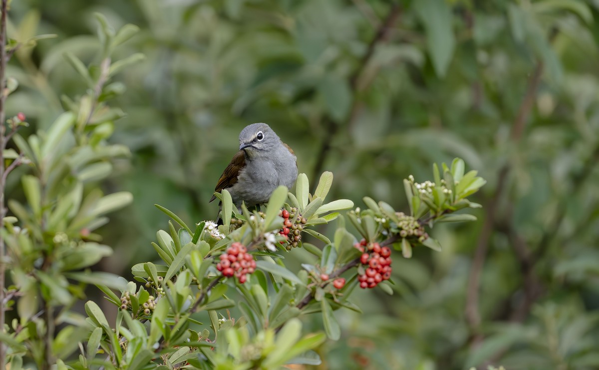 Brown-backed Solitaire - ML623684352