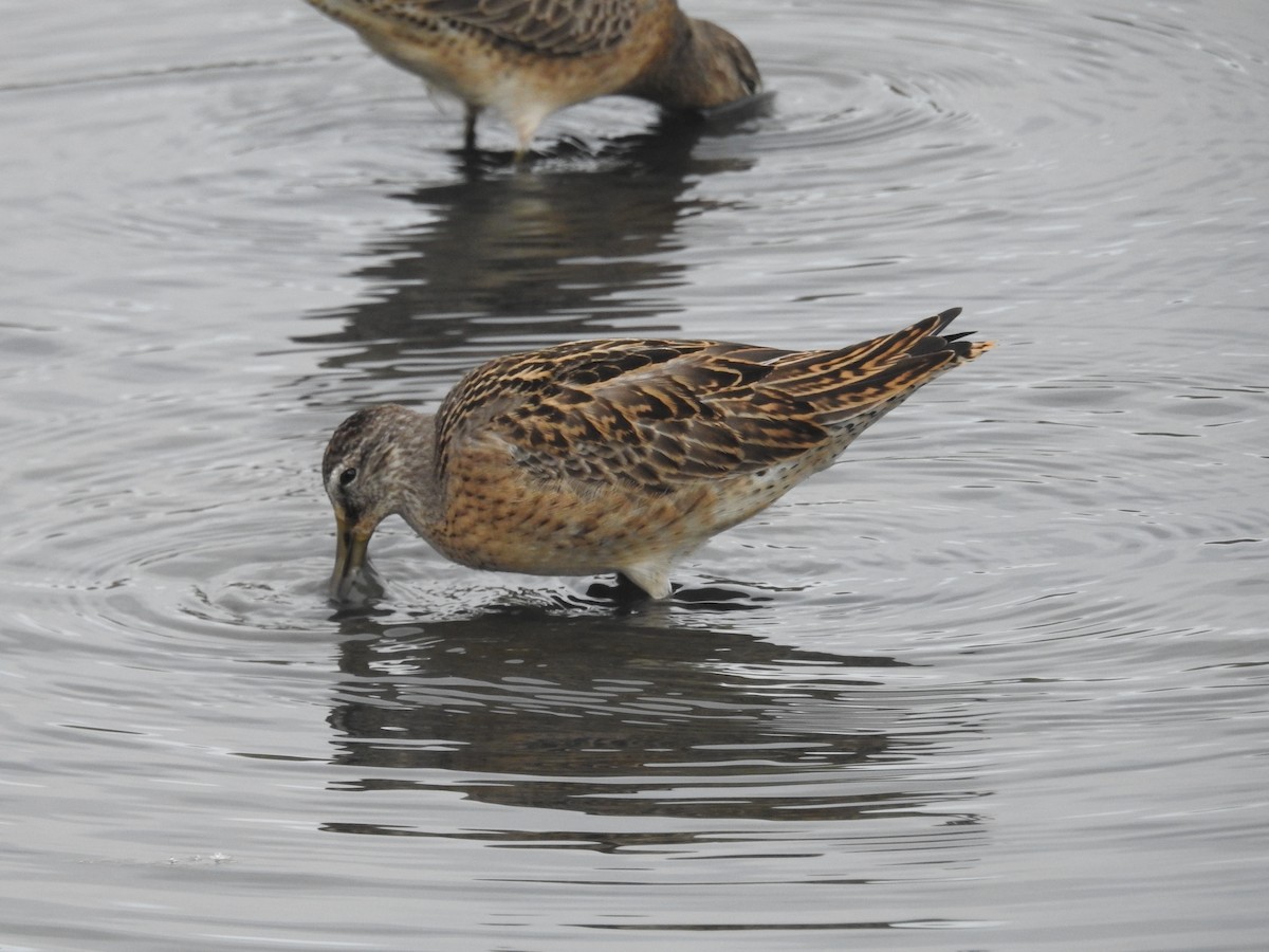 Short-billed Dowitcher - ML623684354